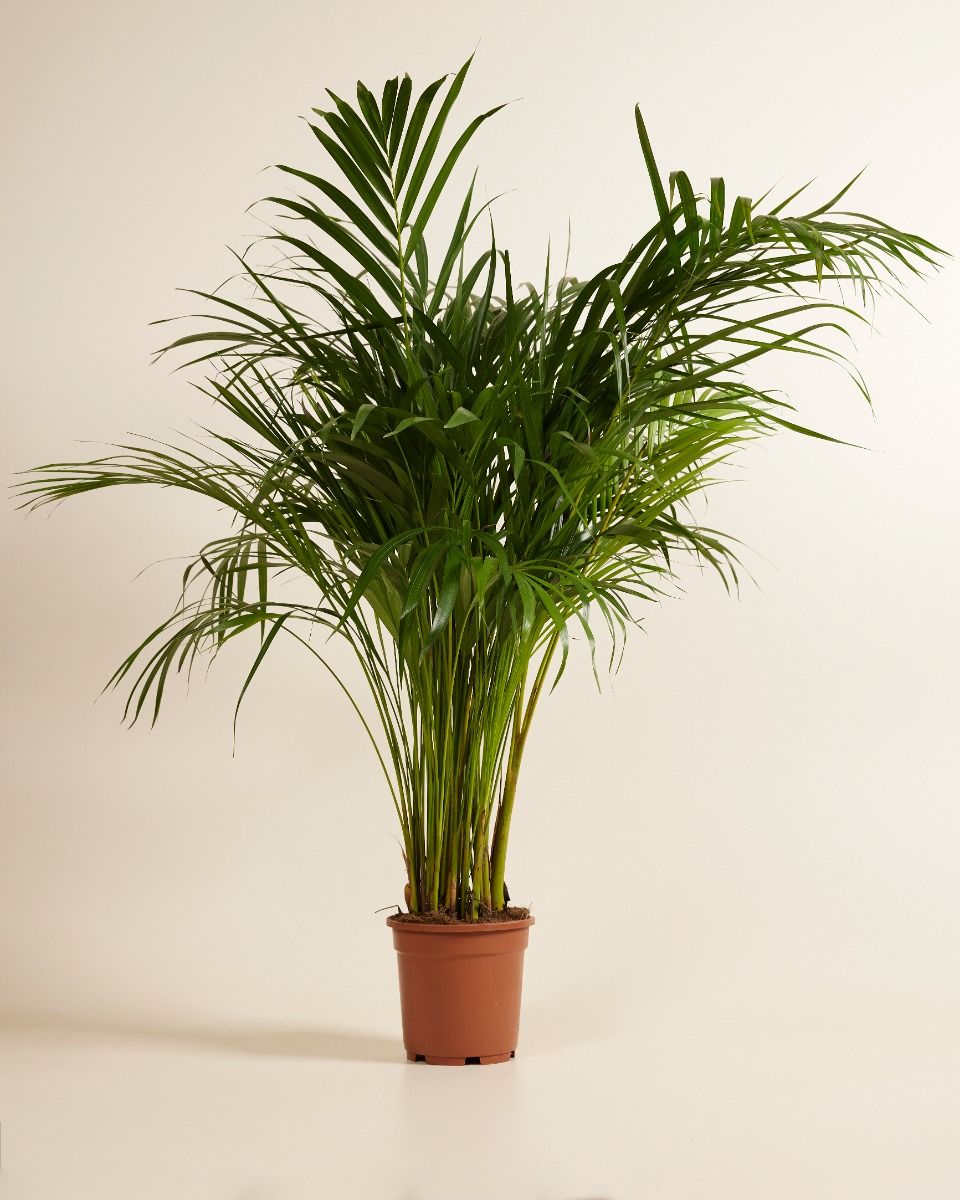 Shop Dypsis Lutescens XL (Butterfly Palm) online | PLNTS.com