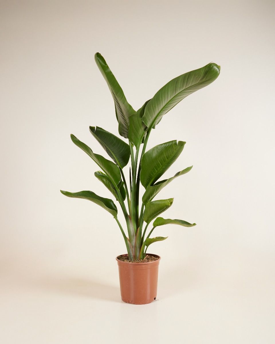 Strelitzia Nicolai Paradiesvogelblume XL (Paradiesvogelblume ) online  kaufen | PLNTS.com