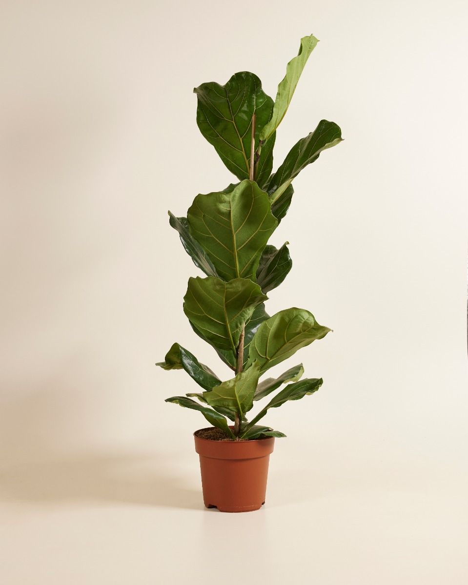 Ficus Lyrata XL (Fiddle Leaf Fig) online kaufen | PLNTS.com