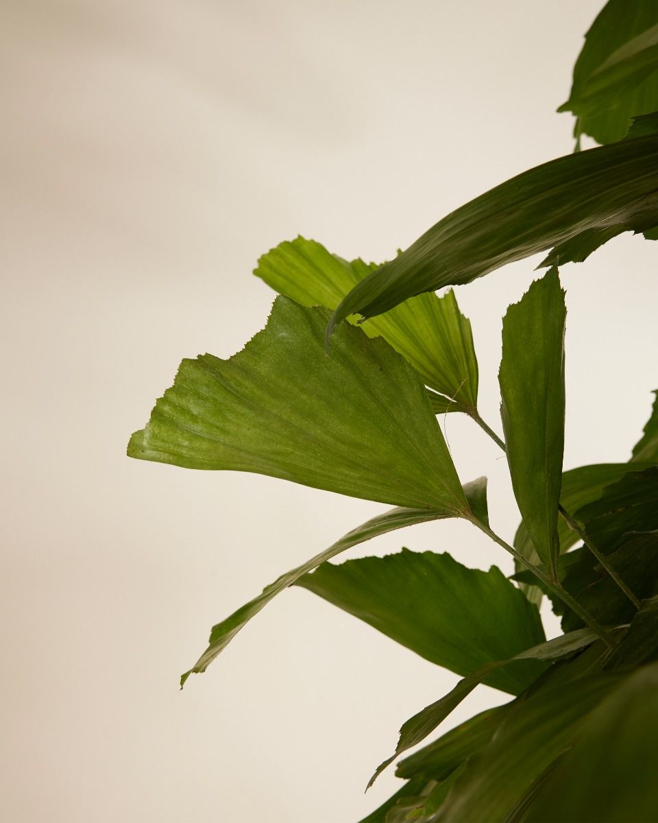 Caryota Mitis Fischschwanzpalme - Groe Zimmerpflanze 130cm Luftreinigend  Schnellwachsende Zimmerpalme