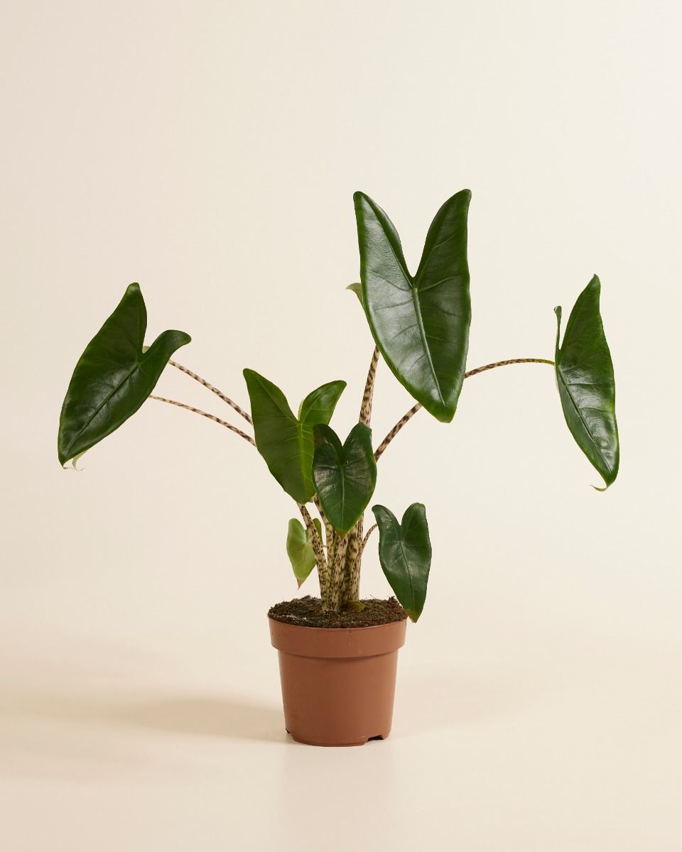 Alocasia Portodora (Orecchie Di Elefante) Pianta Da Interno | Vaso Cm | Foglie Grandi Verdi Per Un Look Tropicale