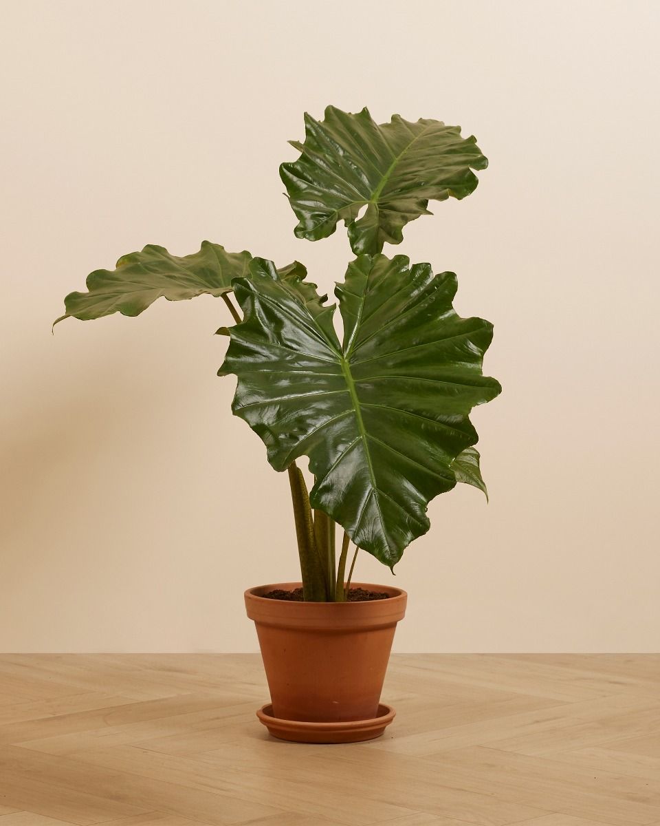 Shop Alocasia Portodora XL (Elephant Ears) online | PLNTS.com