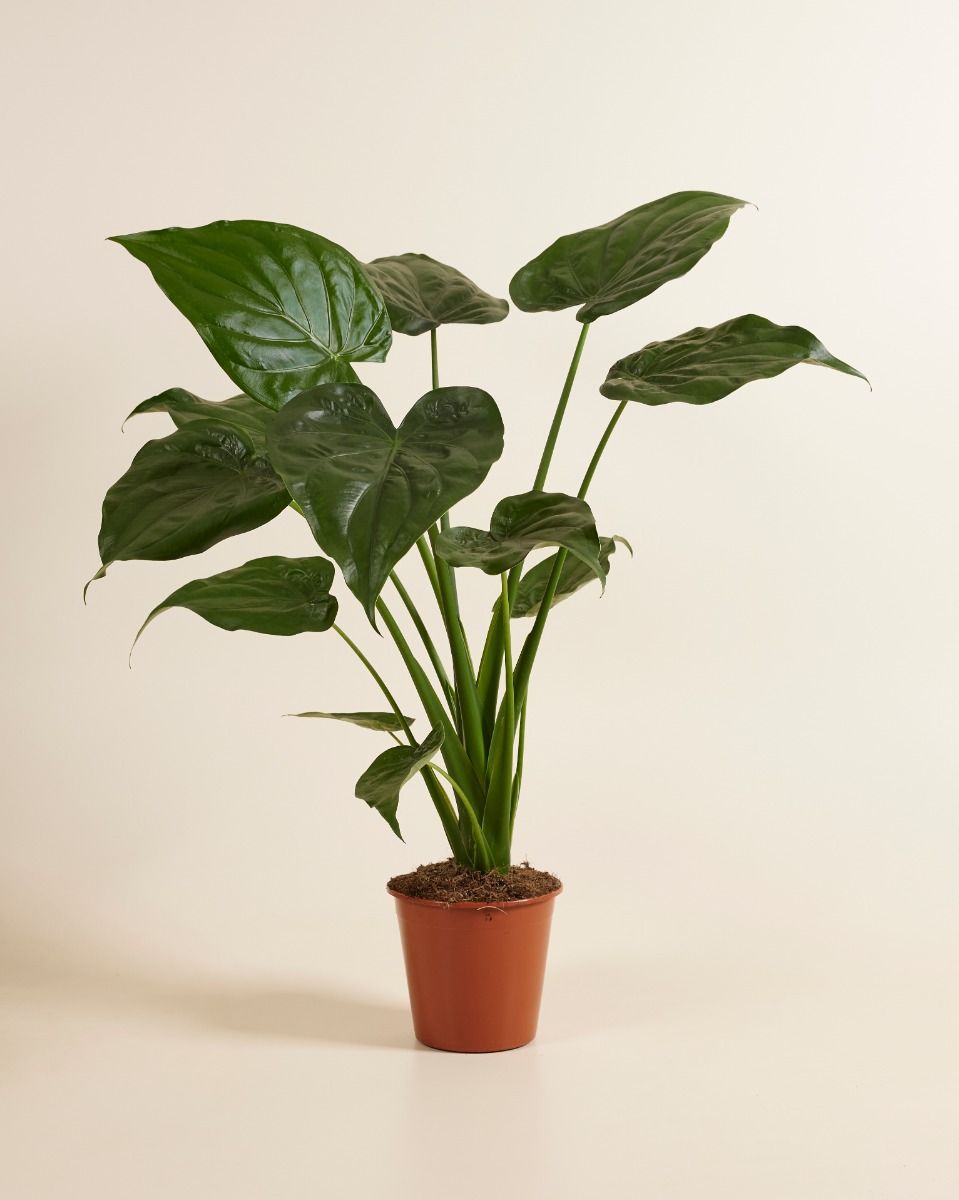 Alocasia Pflege: Expertentipps fr glckliche Pflanzen | PLNTS.com