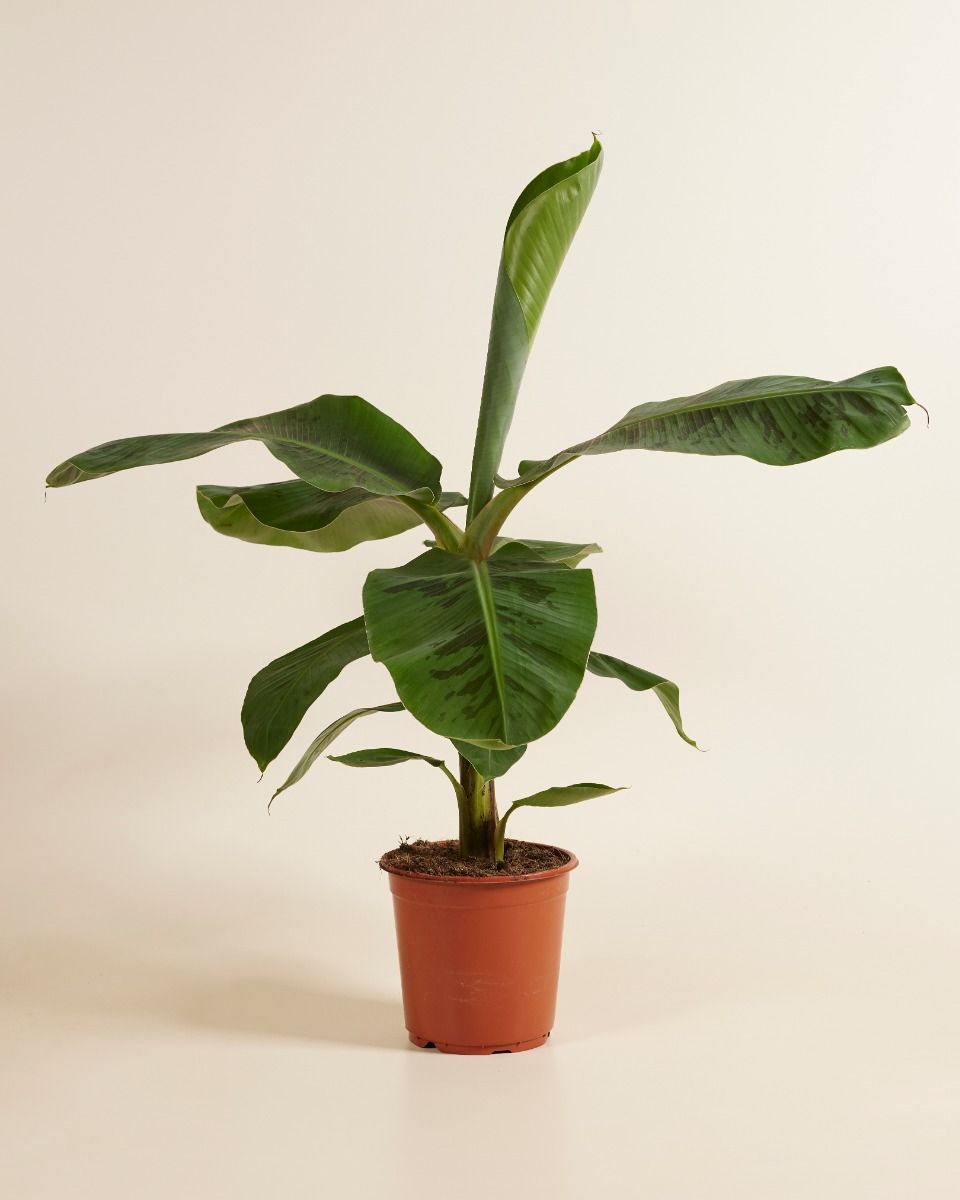 Shop Musa Dwarf Cavendish Banana Tree (Plant) online | PLNTS.com