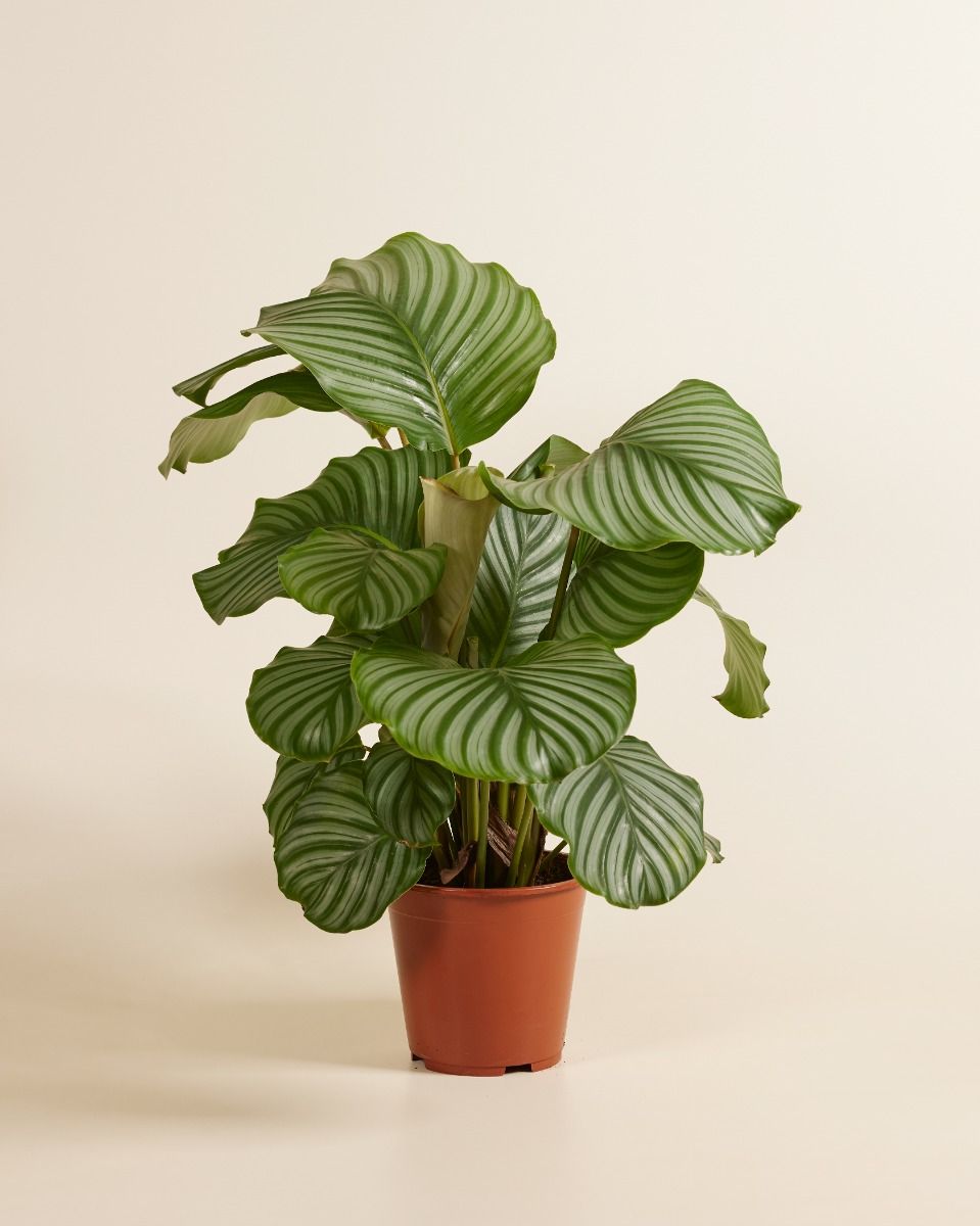 Acheter Calathea Orbifolia XL (Plante paon) en ligne | PLNTS.com