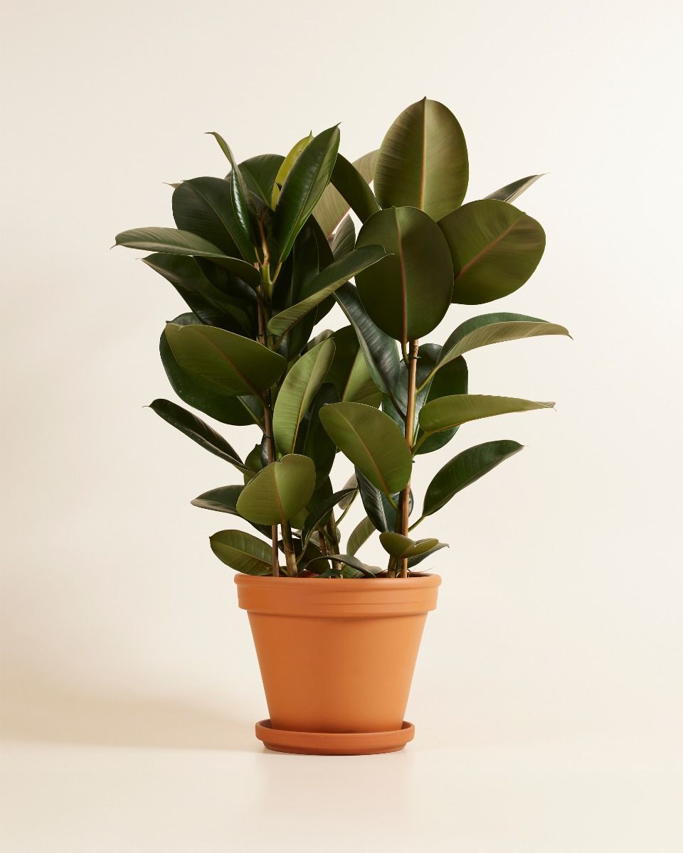 image.title Robust Beauty: The Ficus Elastica Robusta