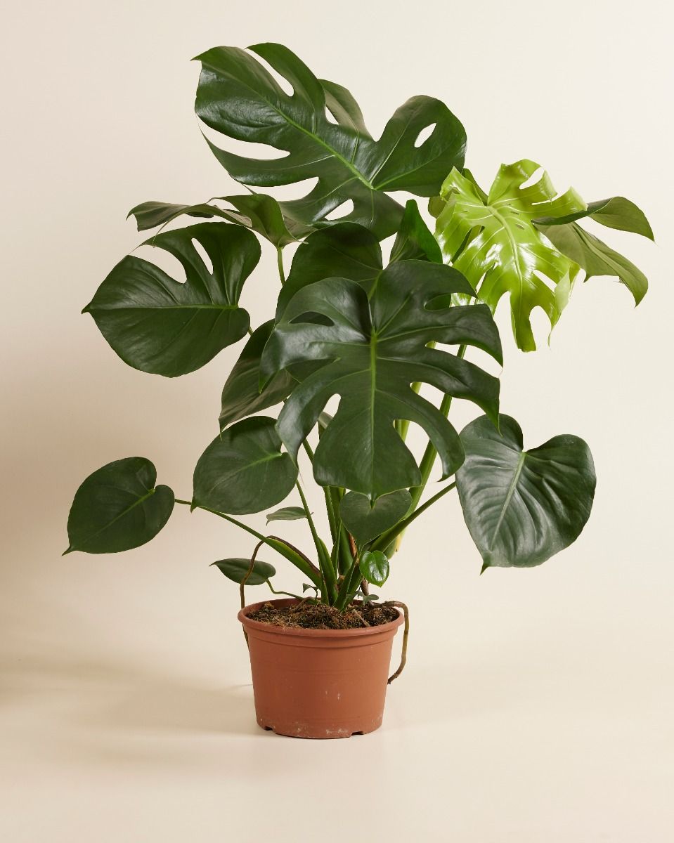 monstera leaf size Monstera Deliciosa