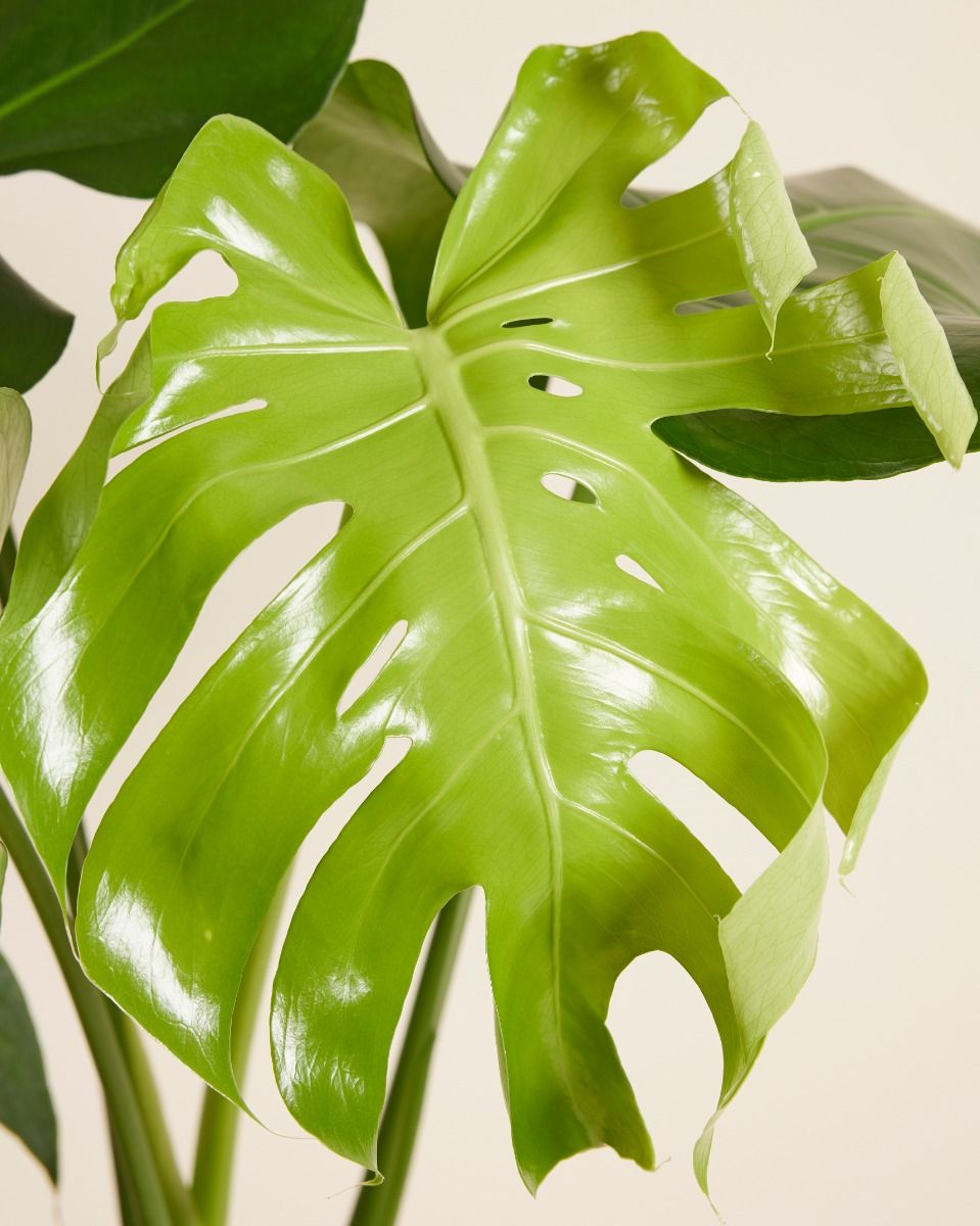 groe monstera Grosse Monstera