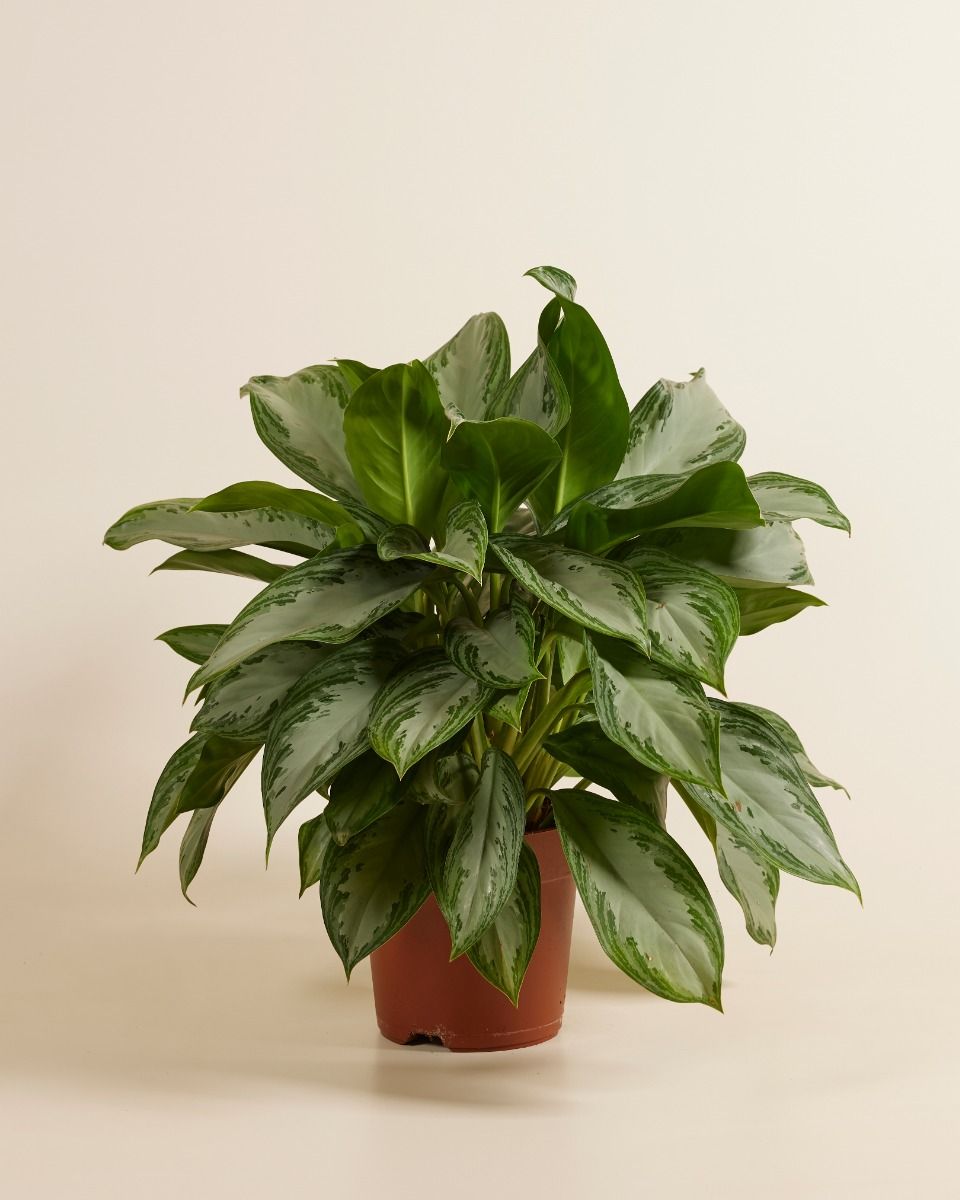 dracaena hawaiian plant 4in-6in Dracaena Hawaiian Sunshine – Paraíso Plant Studio