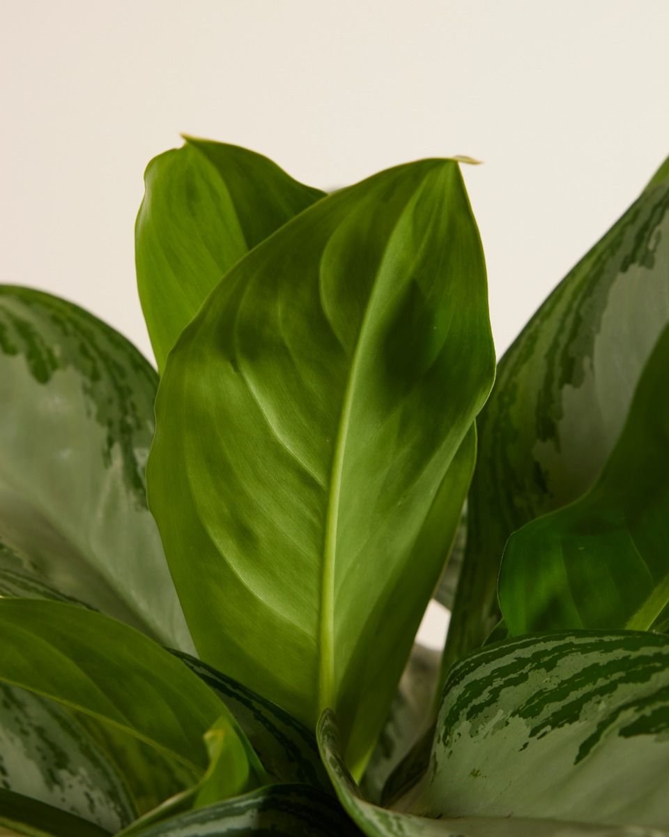 anthurium avium Anthurium veitchii  The Plant Lady SF