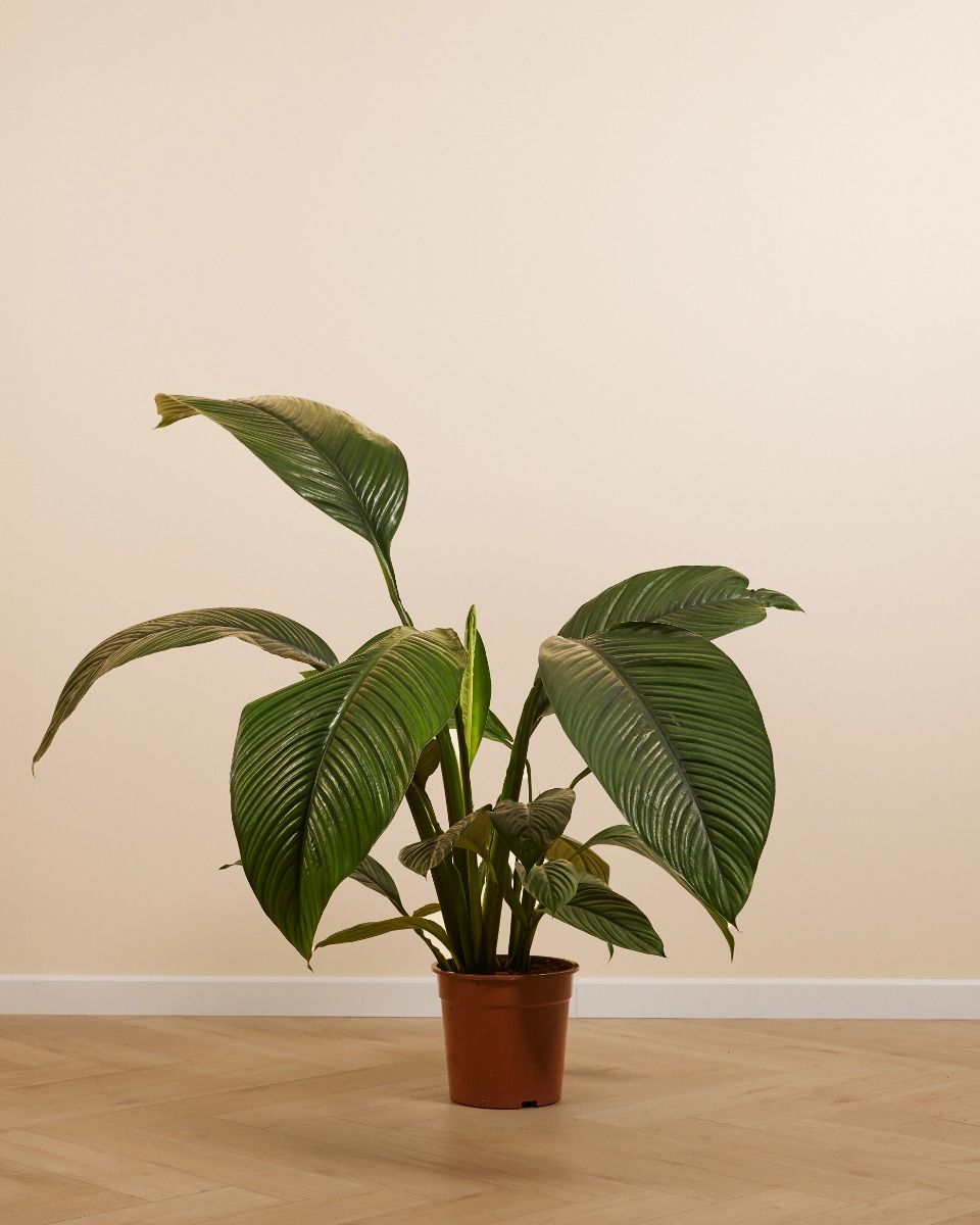 philodendron billietae Philodendron billietiae | Plants main image 0