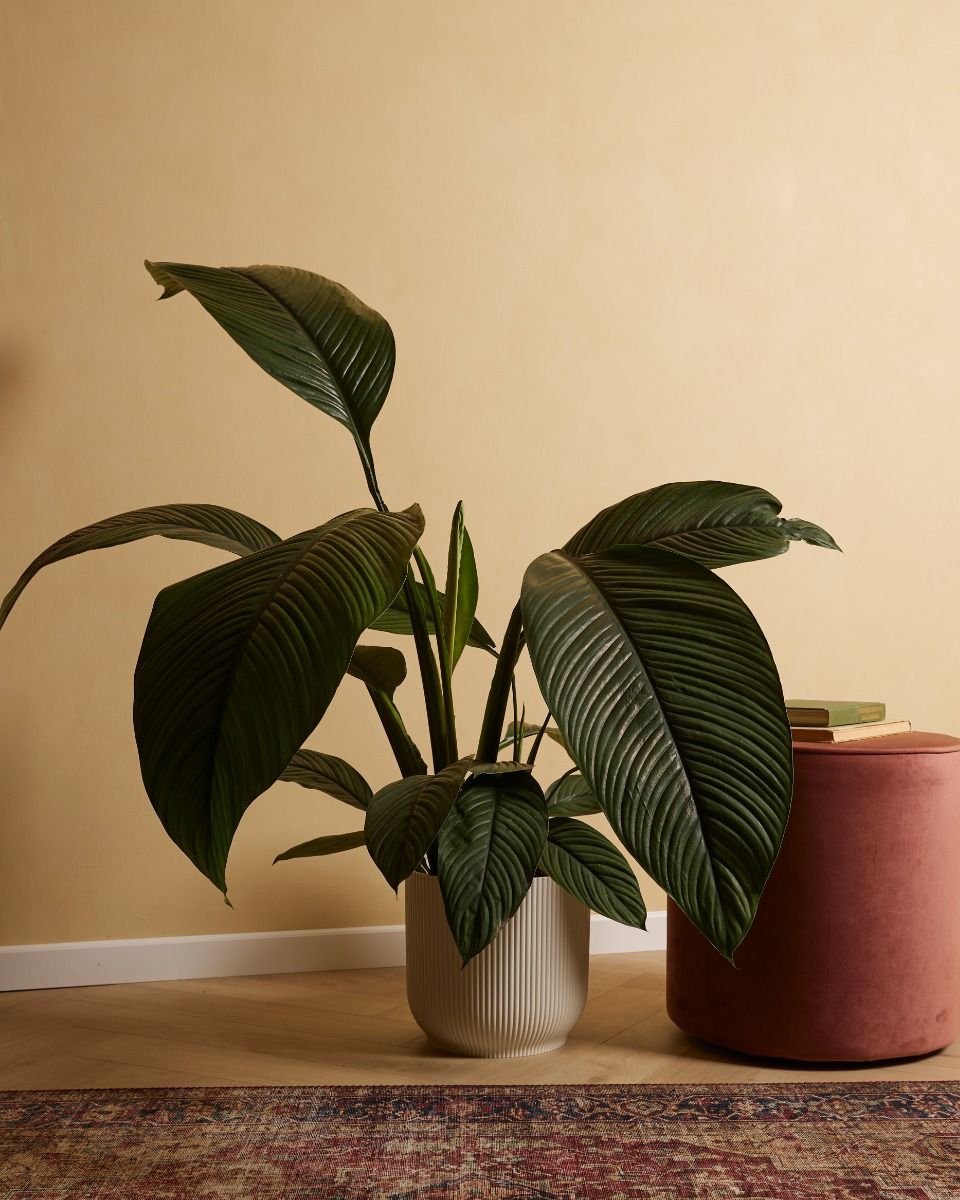 Shop Spathiphyllum Sensation XXL (Peace lily) online | PLNTS.com