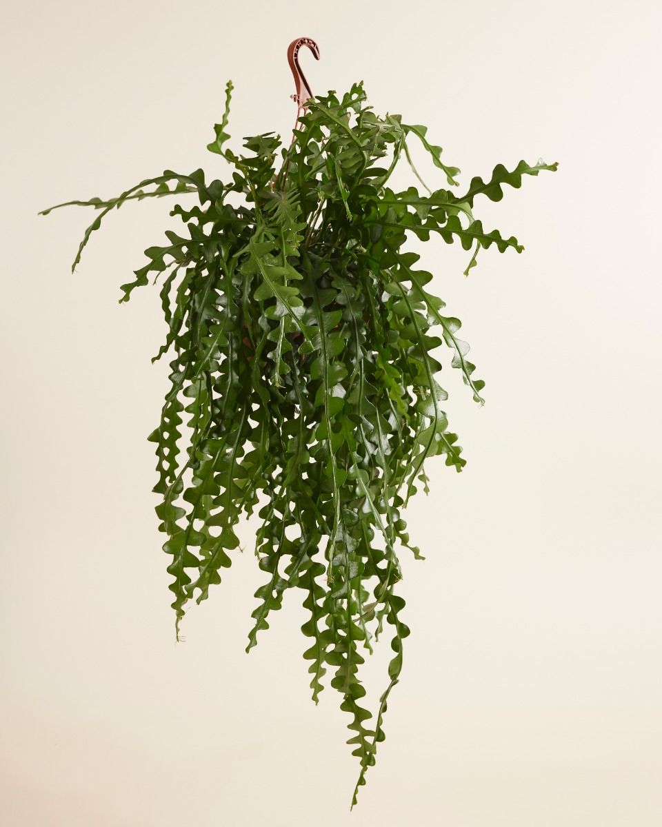 bonsai mit draht formen Bonsai Draht aus eloxiertem Aluminium, Schwarz  HappySeed