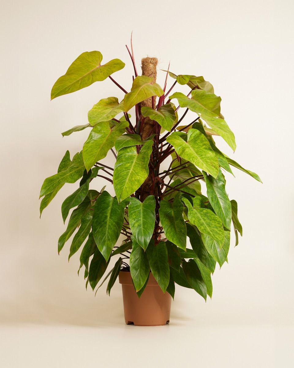 Philodendron Painted Lady online - large