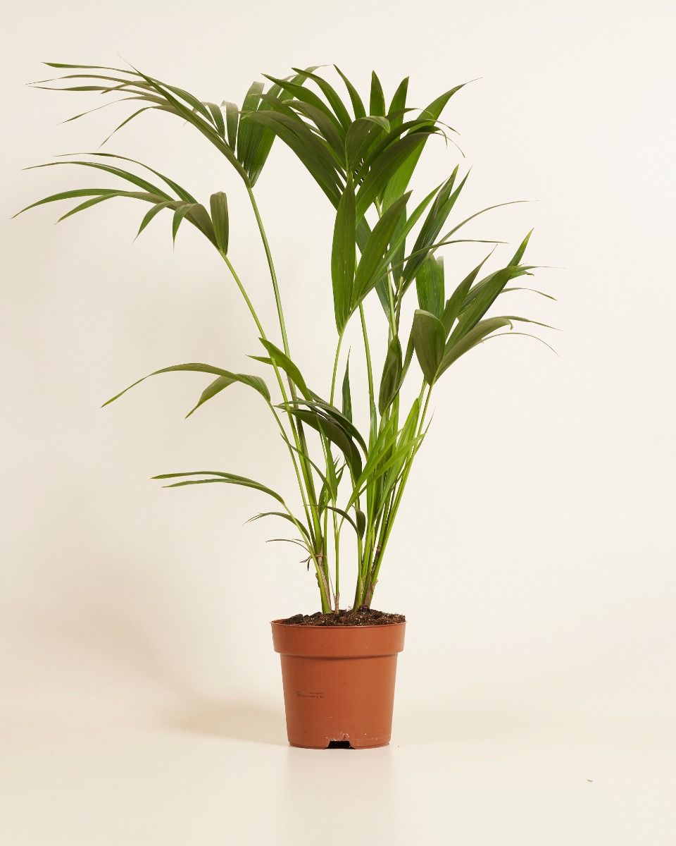 Kentia Howea Forsteriana Kentia XXL (Goldfruchtpalme) online kaufen |  PLNTS.com