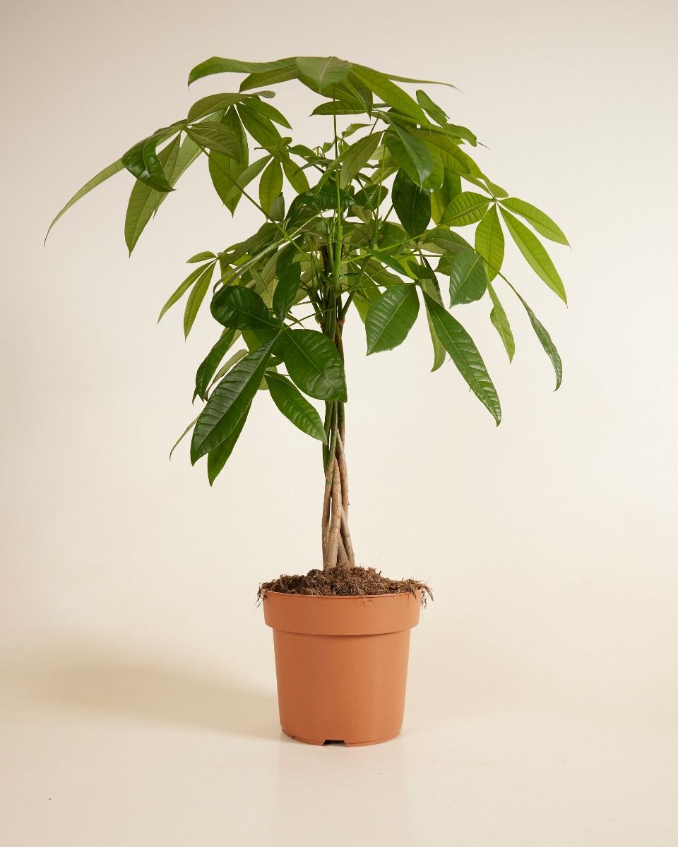Shop Pachira online | PLNTS.com