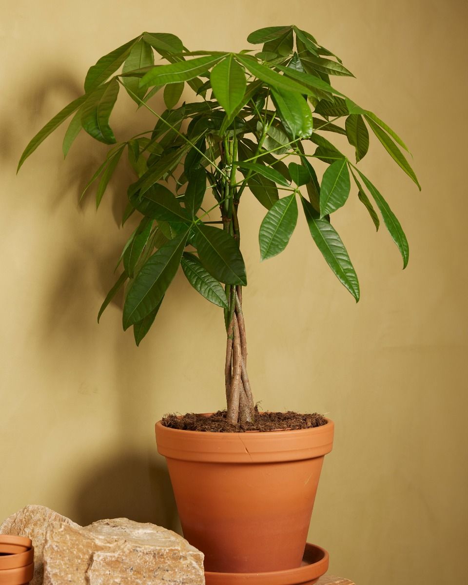 Groe Glckskastanie 150 Cm Pachira Aquatica XXL  Glckskastanie Geldbaum  Mit Geflochtenem Stamm, Topf 27 Cm, Hhe 150-160 Cm