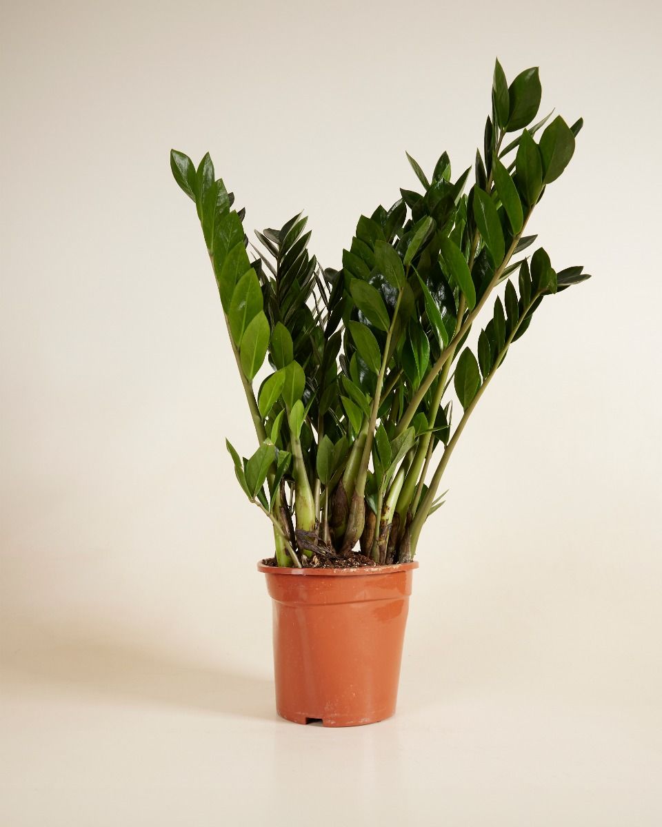 Zamioculcas Zamiifolia XL (Glcksfeder) online kaufen | PLNTS.com