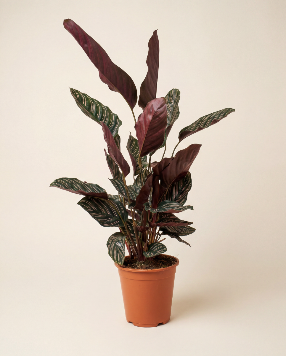 Shop Calathea Ornata XL (Prayer plant) online | PLNTS.com