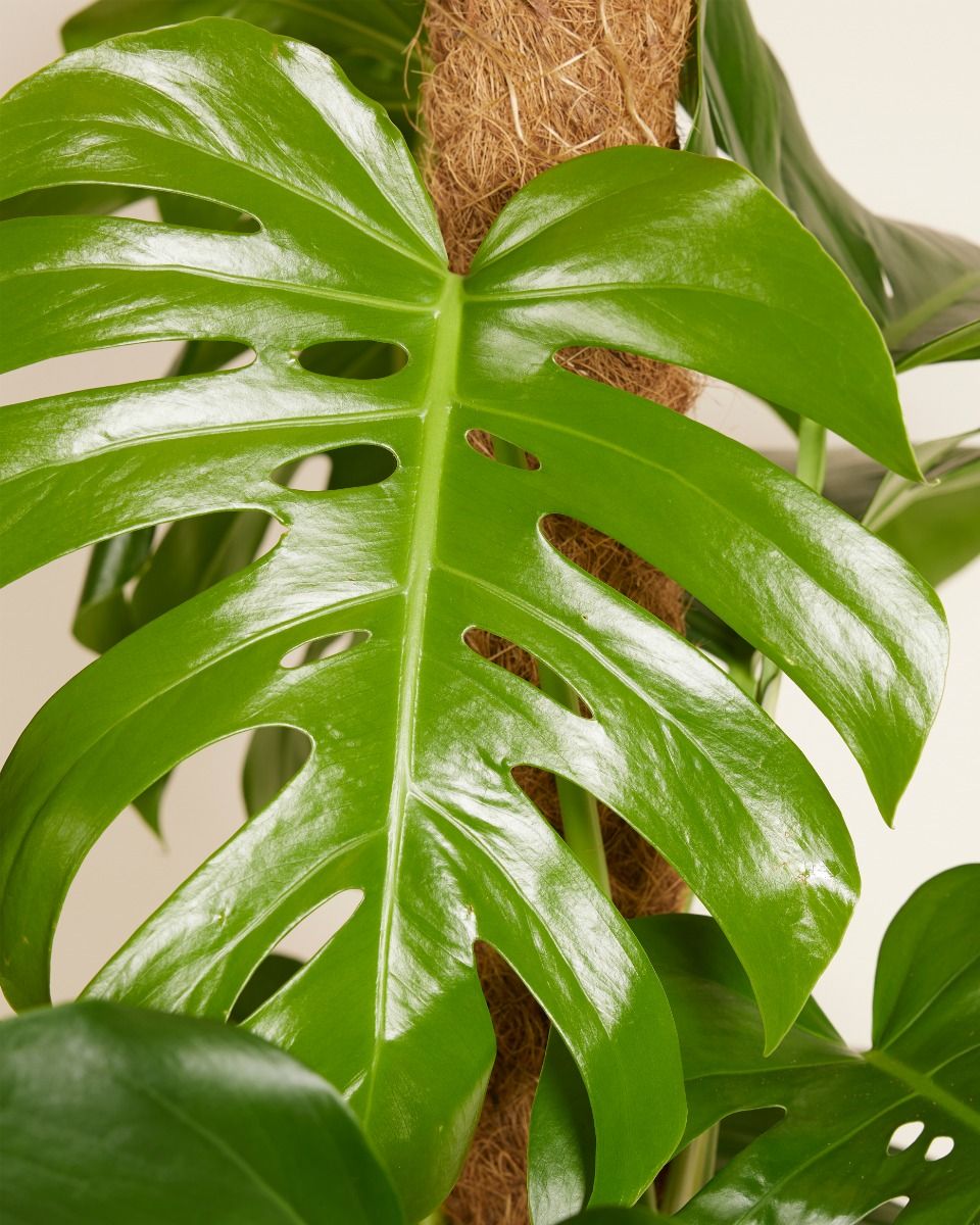 mini monstera kaufen Philodendron Mini Monstera Minima – Mickey Hargitay Plants