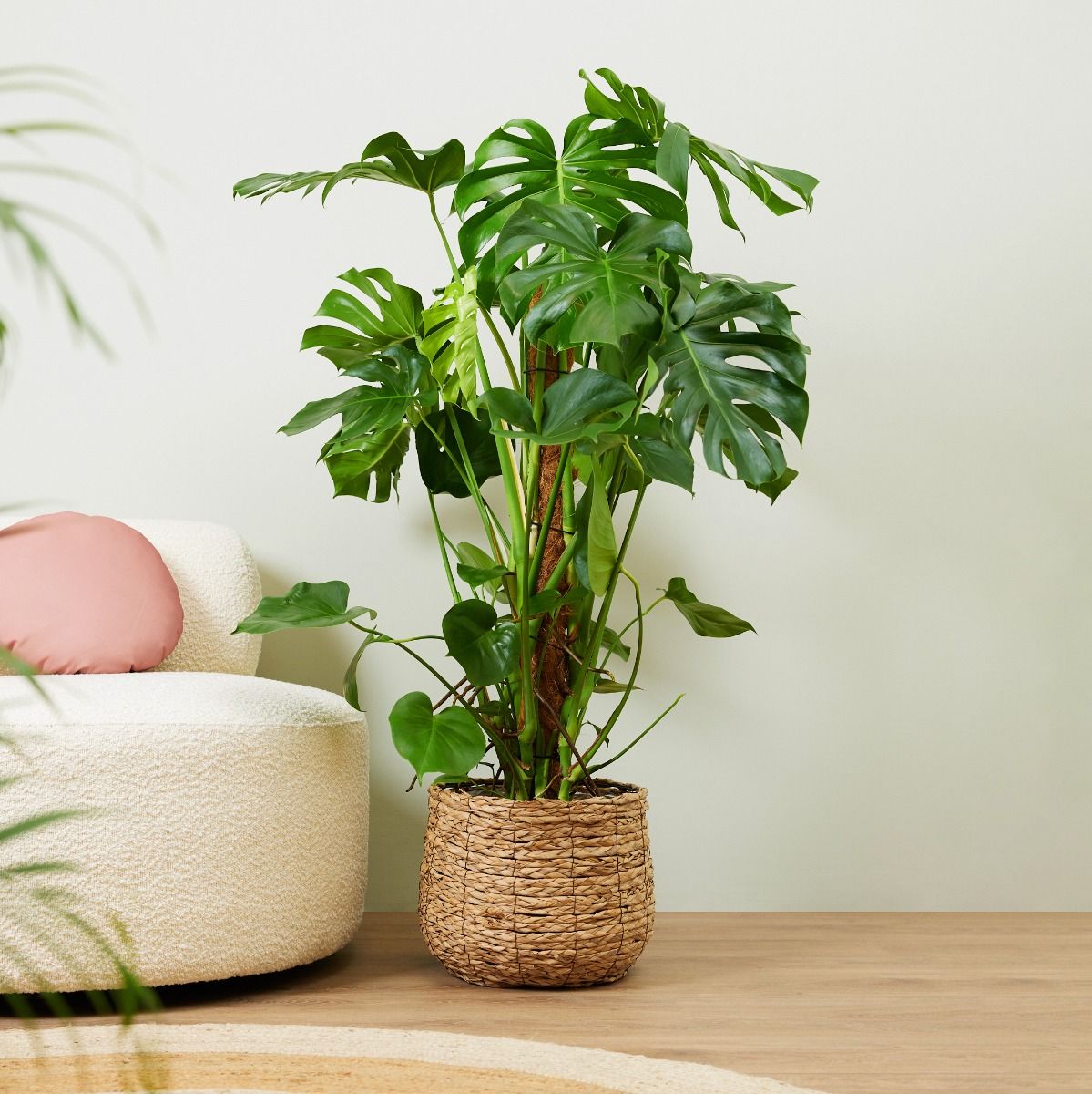 Acheter Monstera Deliciosa XXL (Plante-gruyère) en ligne