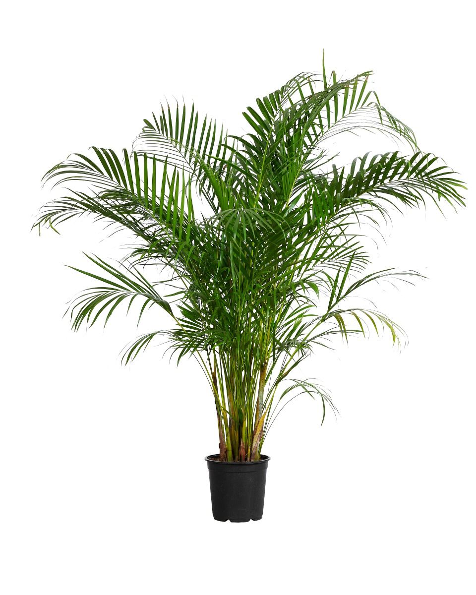 Acquista Dypsis Lutescens XXL (Palma di Areca) online