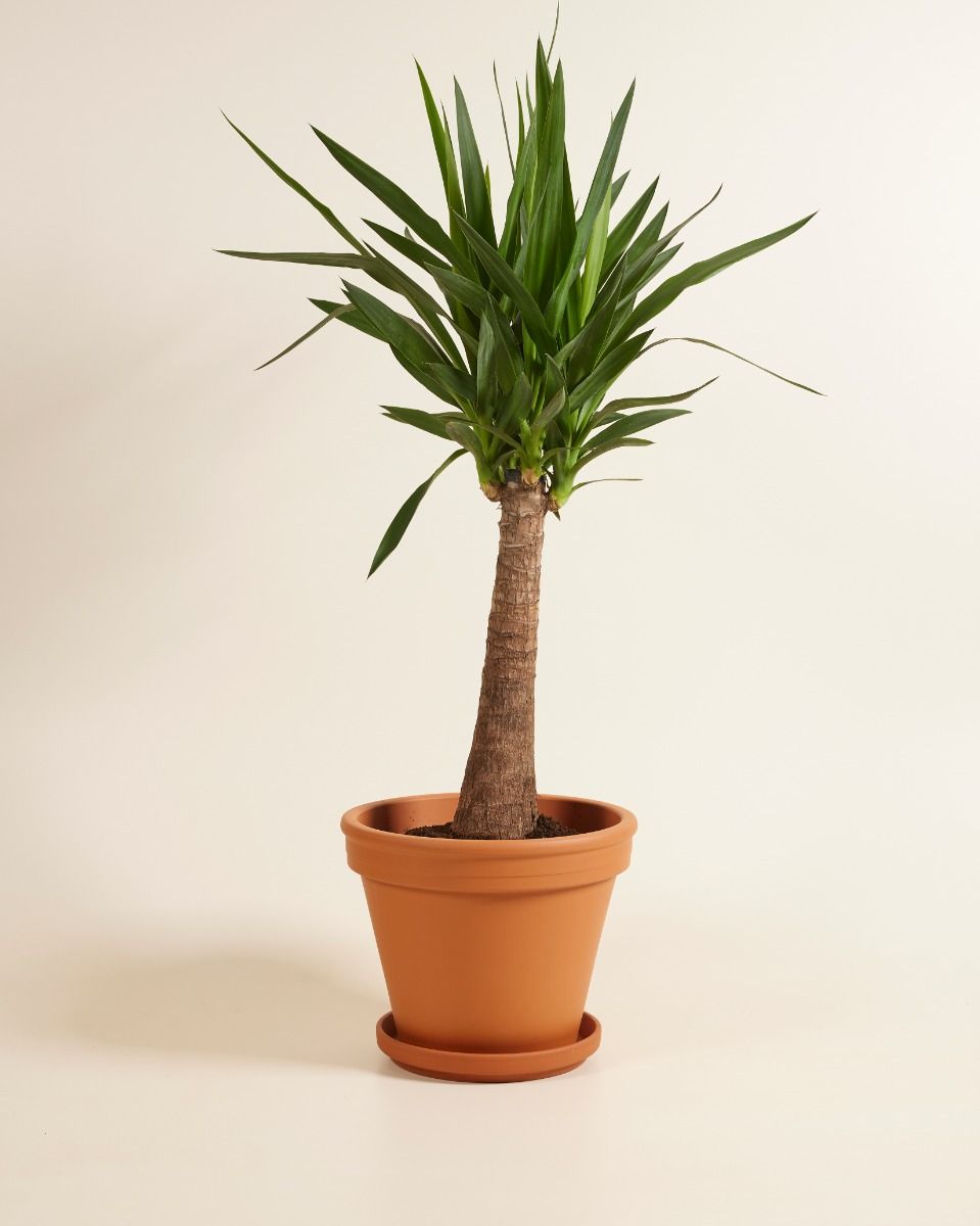 Shop Elephantipes Yucca XXL online | PLNTS.com