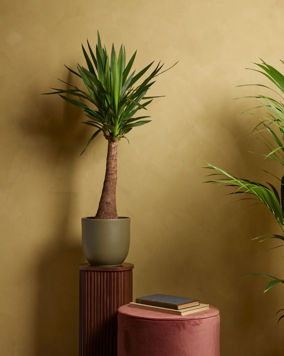 Shop Elephantipes Yucca XXL online | PLNTS.com