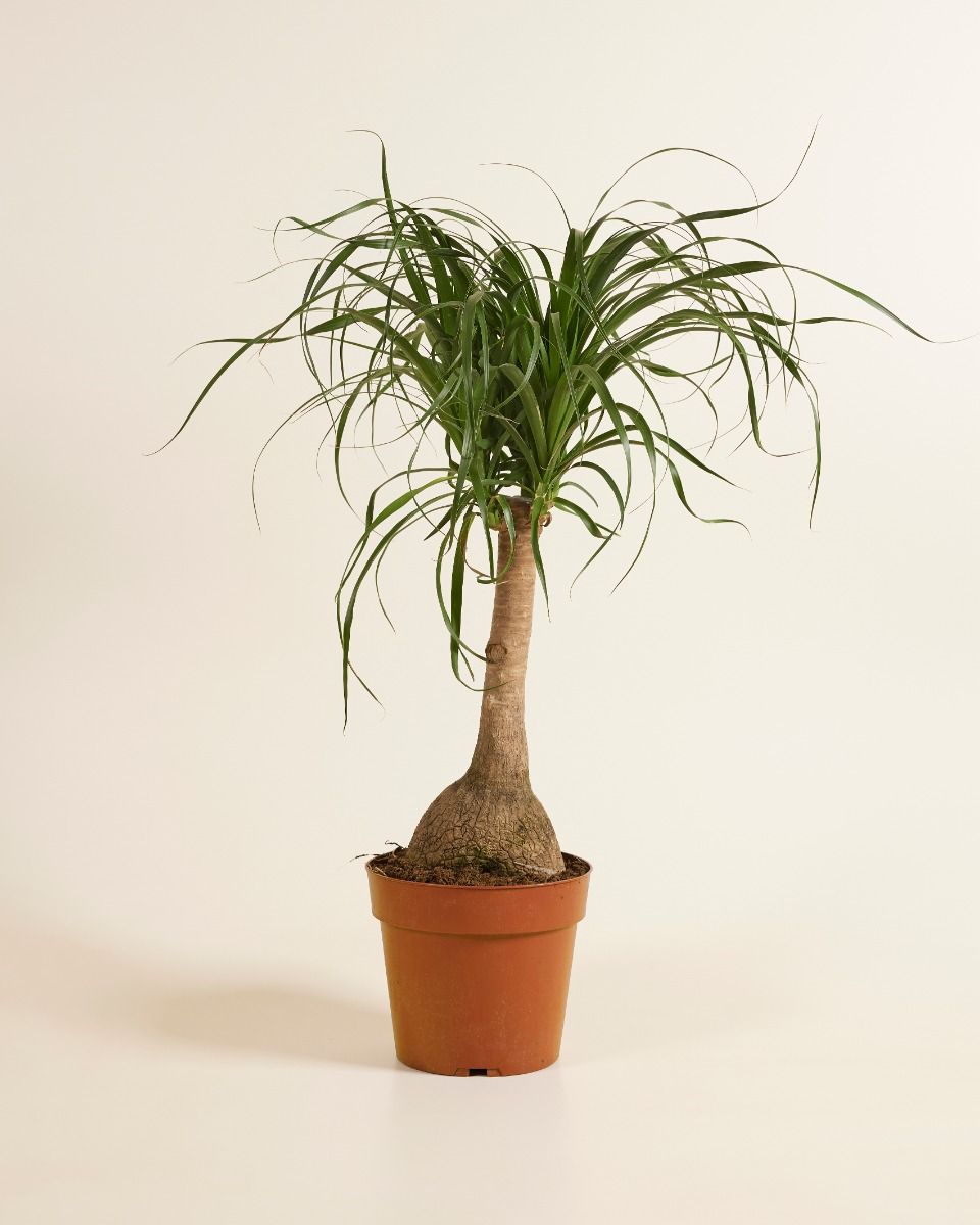 glücksfeder blätter werden gelb Glücksfeder | kaufen