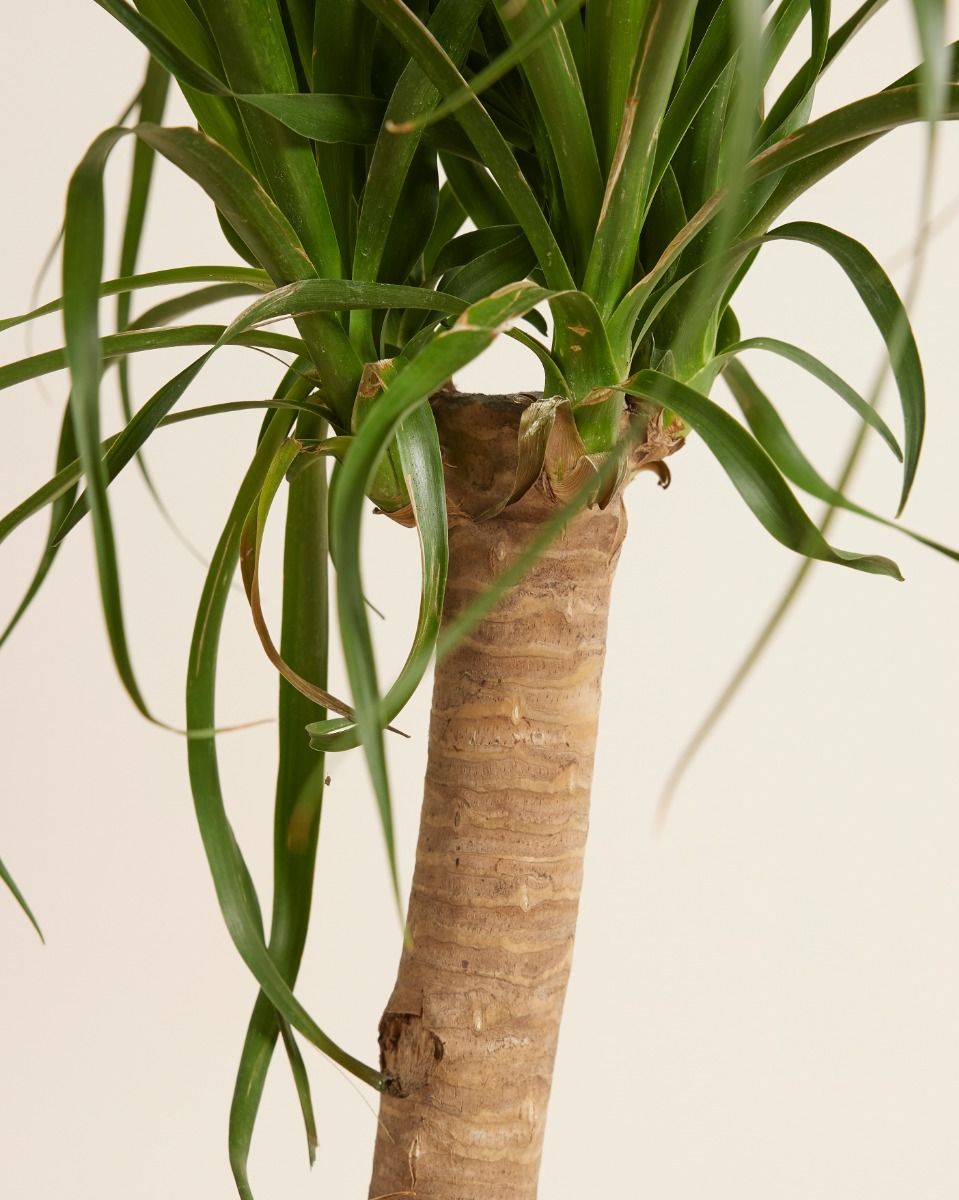 Beaucarnea Recurvata XXL (Elefantenfu ) online kaufen | PLNTS.com