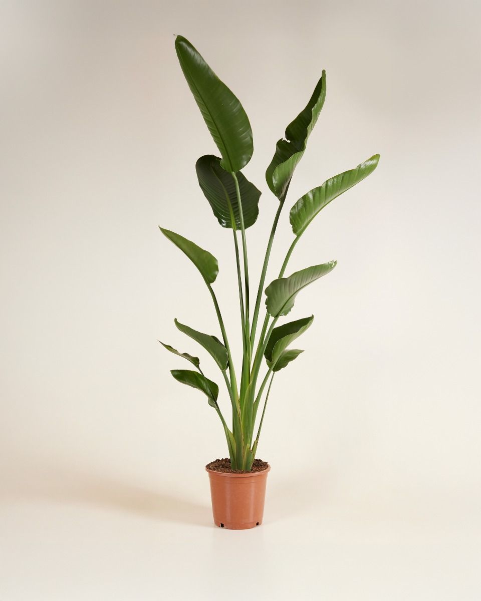 Shop Strelitzia Nicolai Bird of Paradise XXL online | PLNTS.com