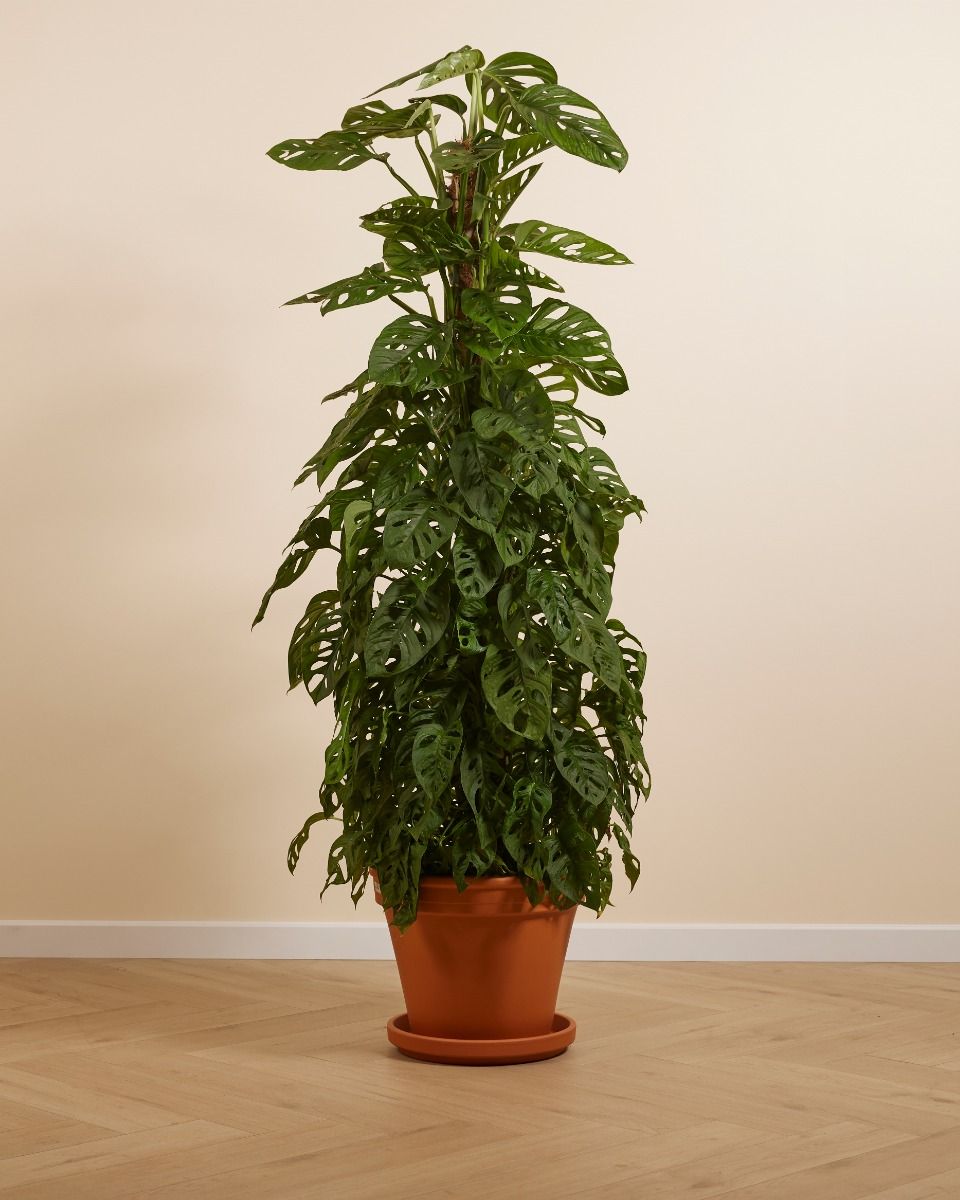 Monstera Adansonii Monkey Mask XXL (Fensterblatt) online kaufen