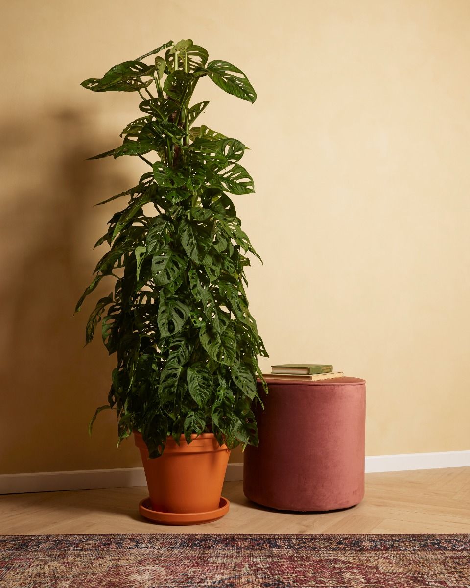 tropaeolum majus plant Tropaeolum majus (3.5