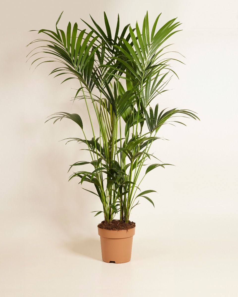 Shop Kentia Howea Forsteriana Kentia Palm (Golden Cane Palm) online ...