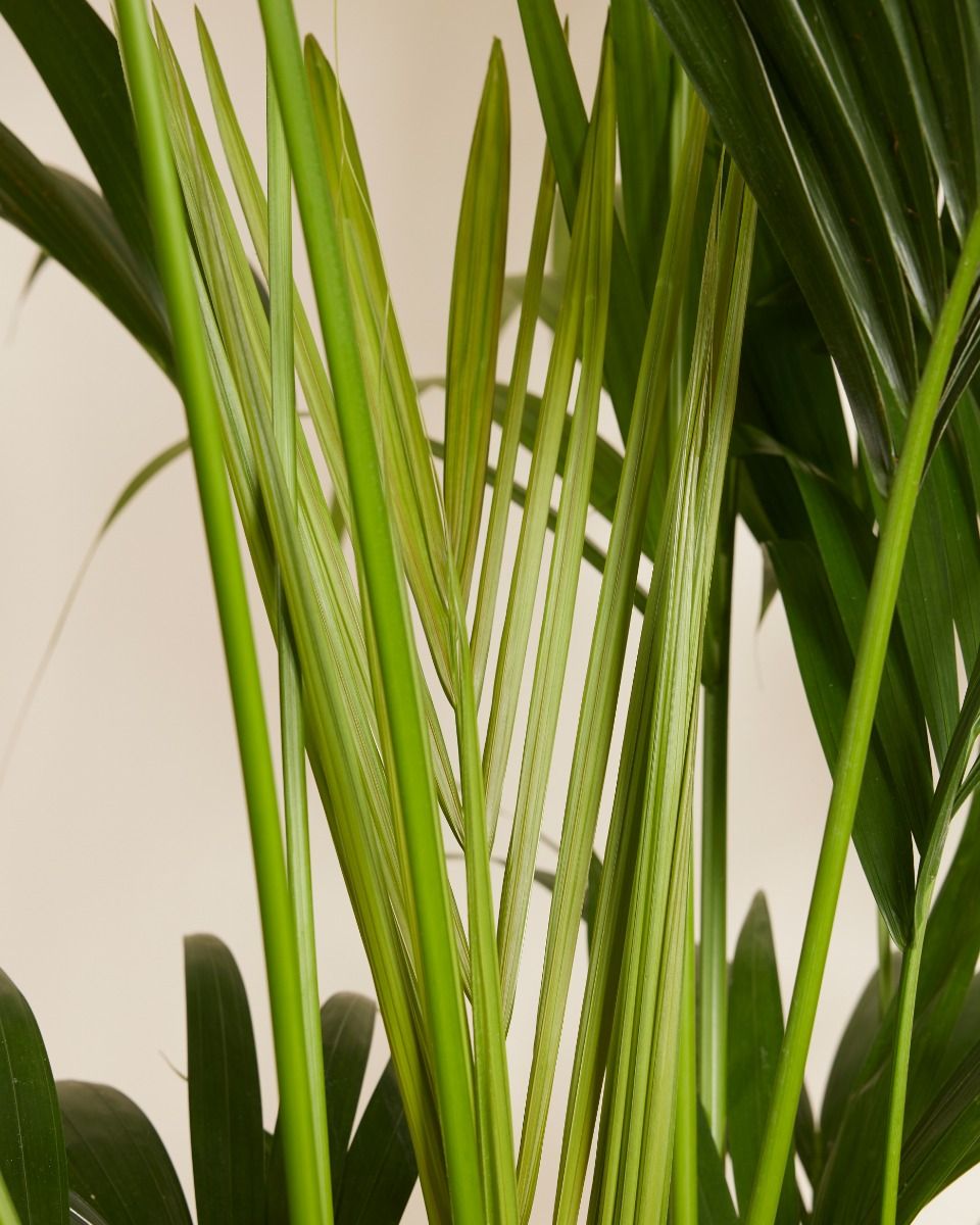 Kentia Howea Forsteriana Kentia XXL (Goldfruchtpalme) online kaufen |  PLNTS.com