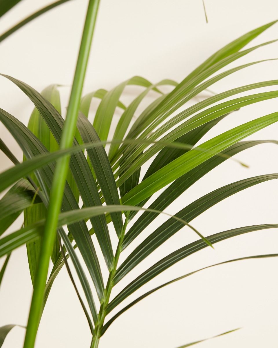 Kentia palm (Howea Forsteriana) 140 cm