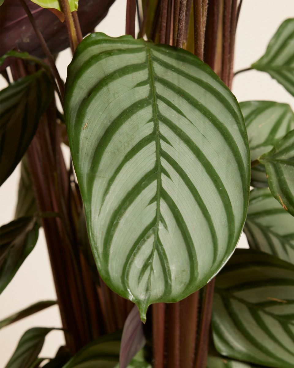 pflanze calathea orbifolia Calathea Orbifolia mit natürlichem Sofia-Korb – Tropische Pflanze 65 cm Ø21 main image 1