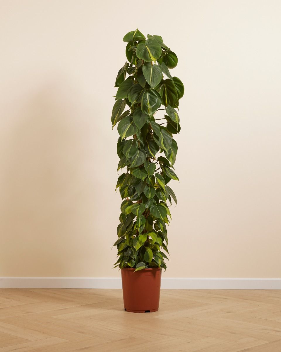Philodendron McDowell S (Baumfreund) online kaufen | PLNTS.com