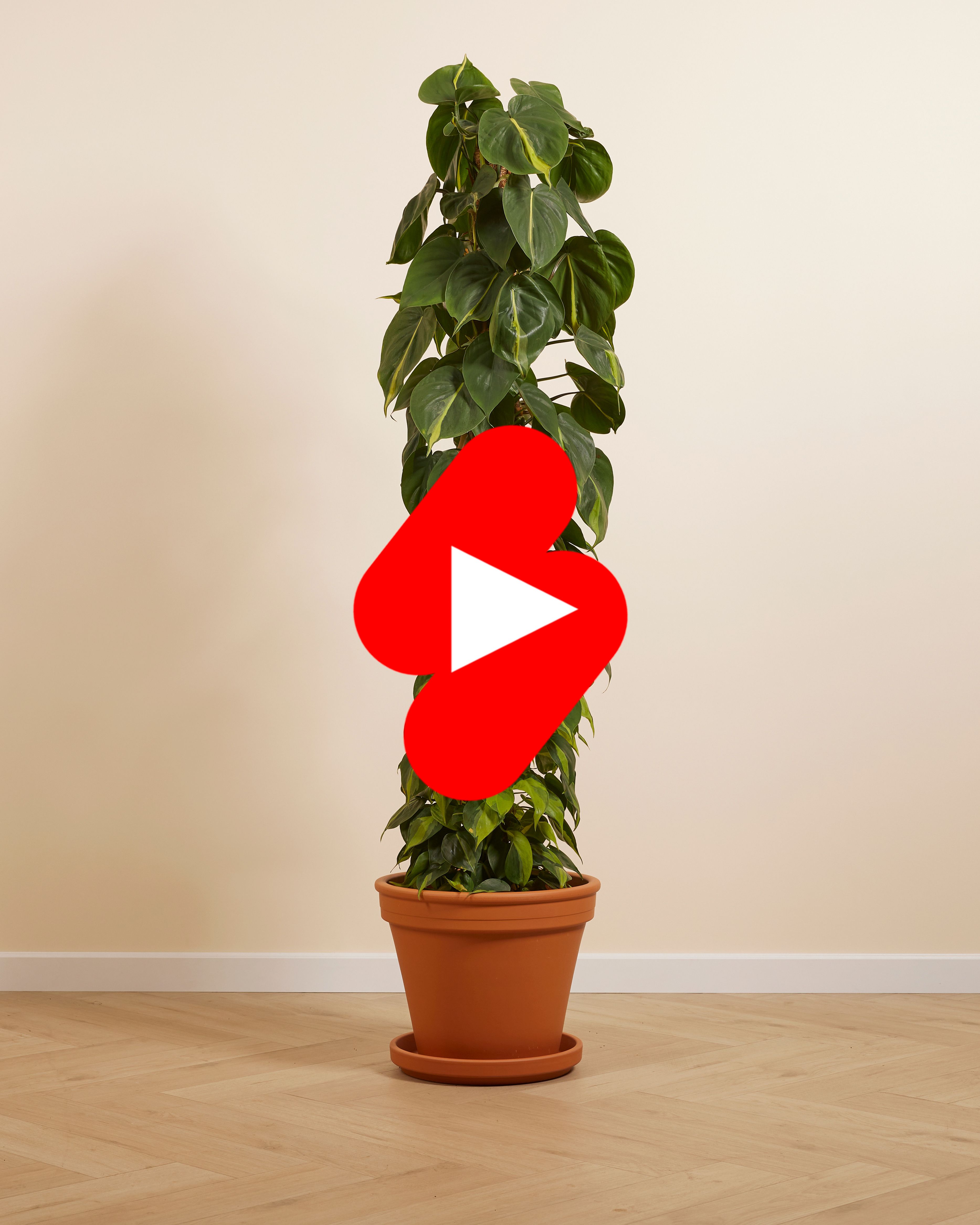 Shop Philodendron Scandens Brasil XL online | PLNTS.com