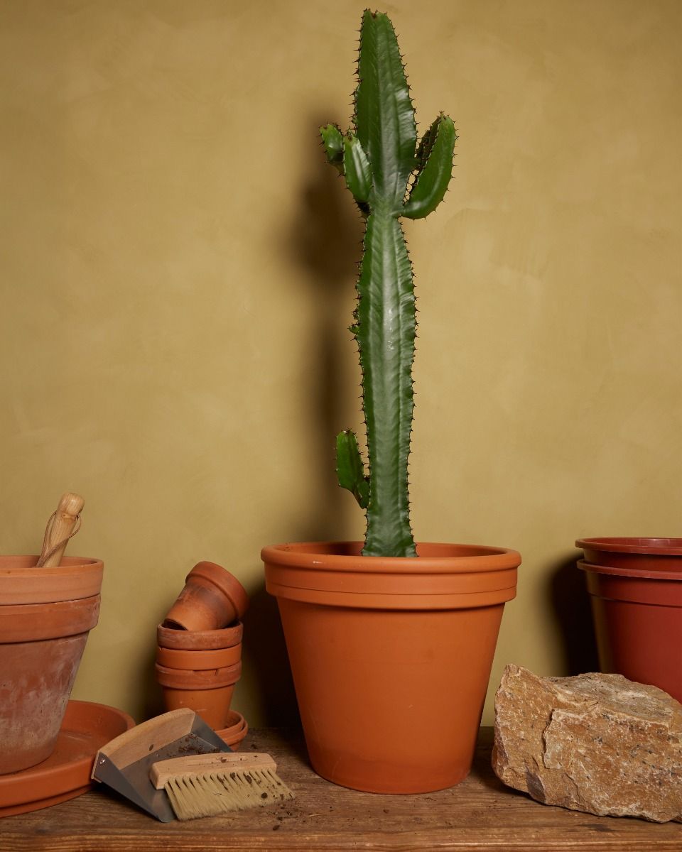 Euphorbia Acruensis XXL online kaufen | PLNTS.com