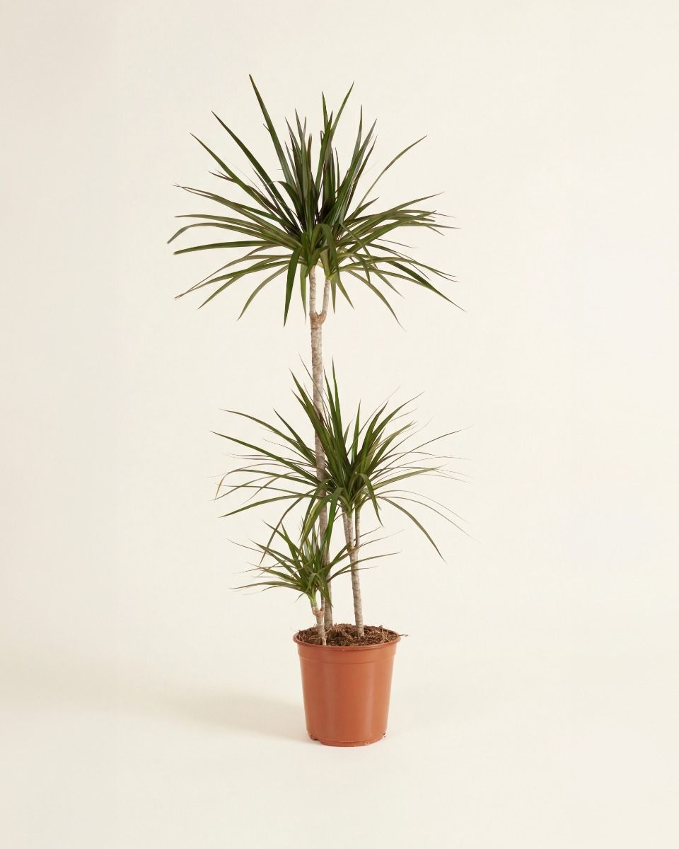 Dracaena Marginata XXL (Dragon Tree) online kaufen | PLNTS.com