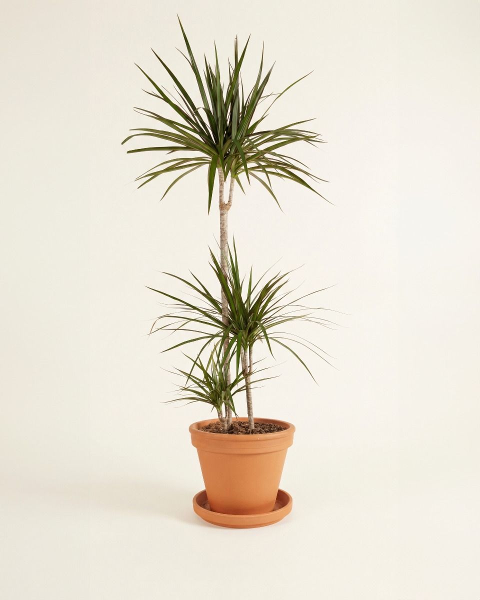 Dracaena Marginata XXL (Dragon Tree) online kaufen | PLNTS.com