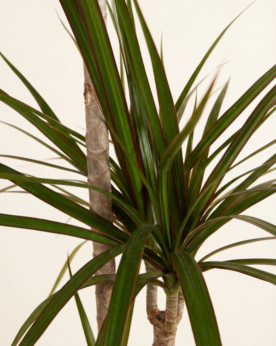 elefantenfuß flaschenbaum beaucarnea recurvata Baby Elefantenfuß Beaucarnea recurvata Flaschenbaum Wasserpalme  Zimmerpflanze main image 0