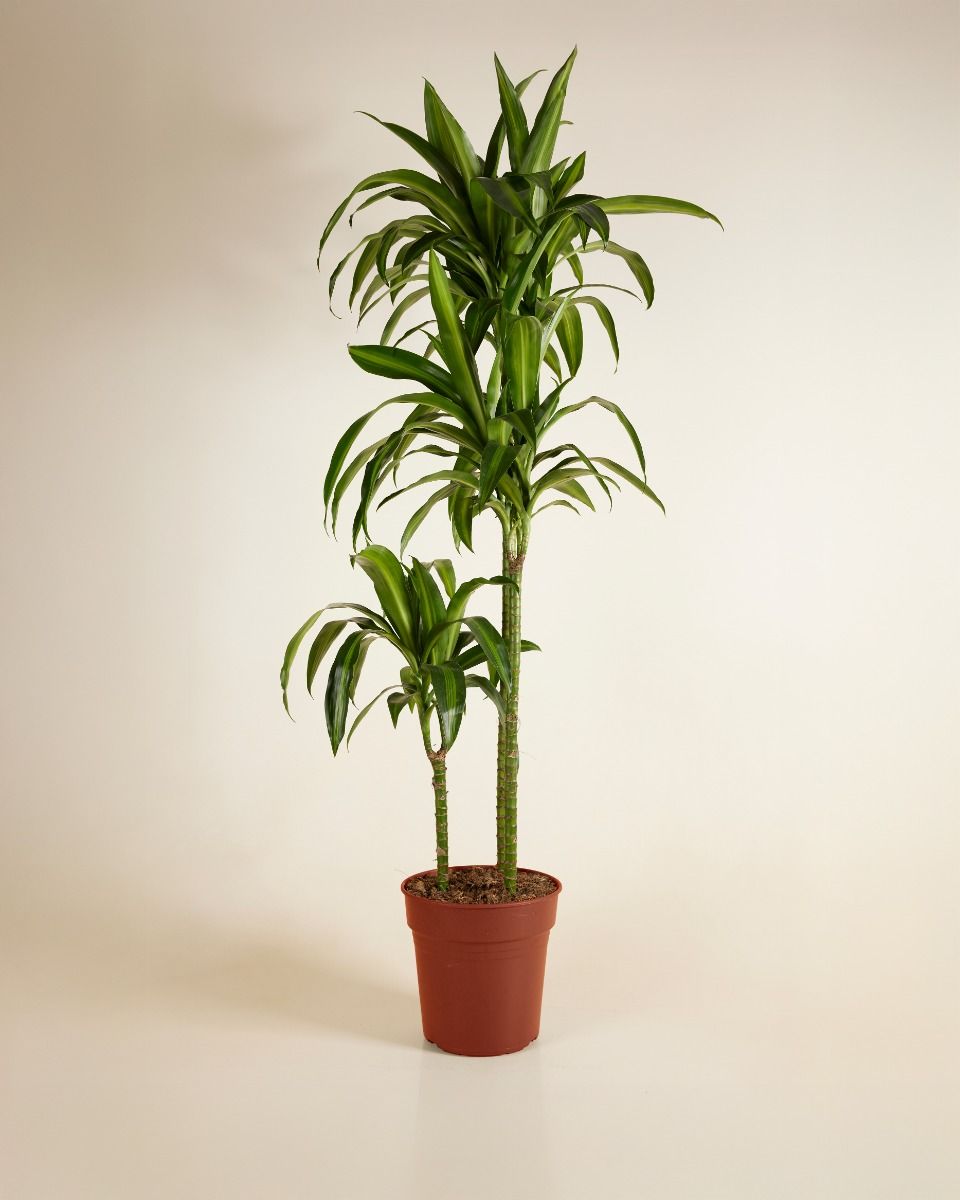 Beaucarnea Recurvata XXL (Elefantenfu ) online kaufen | PLNTS.com