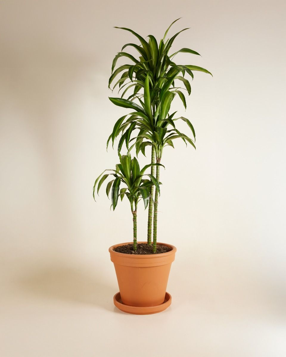 Shop Dracaena Hawaiian Sunshine XXL (Dragon Tree) online | PLNTS.com