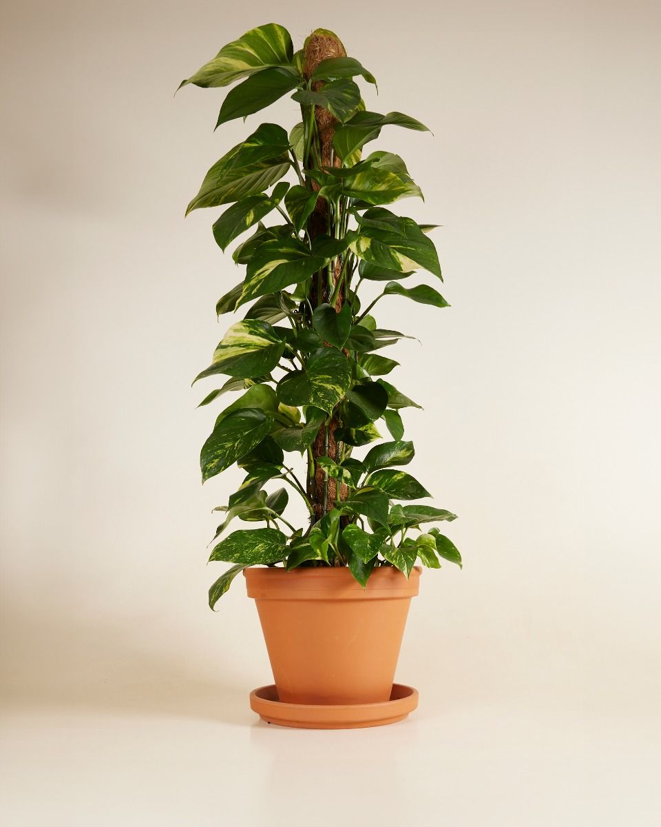 Pothos Scindapsus Aureum: Guida Completa Design Biofilico e Cure - i Giardini di Giulia