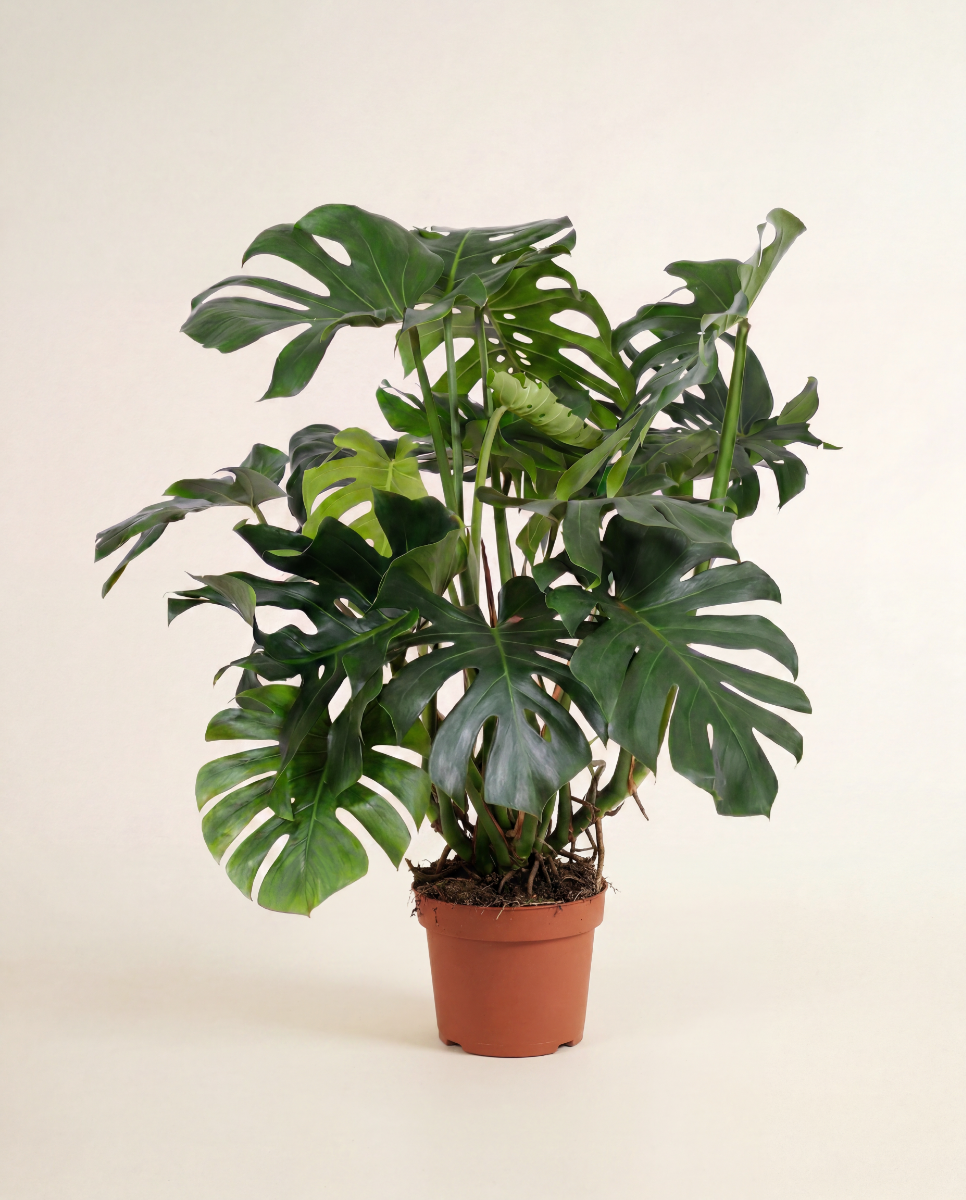 Shop Strelitzia Nicolai Bird of Paradise XXL online | PLNTS.com