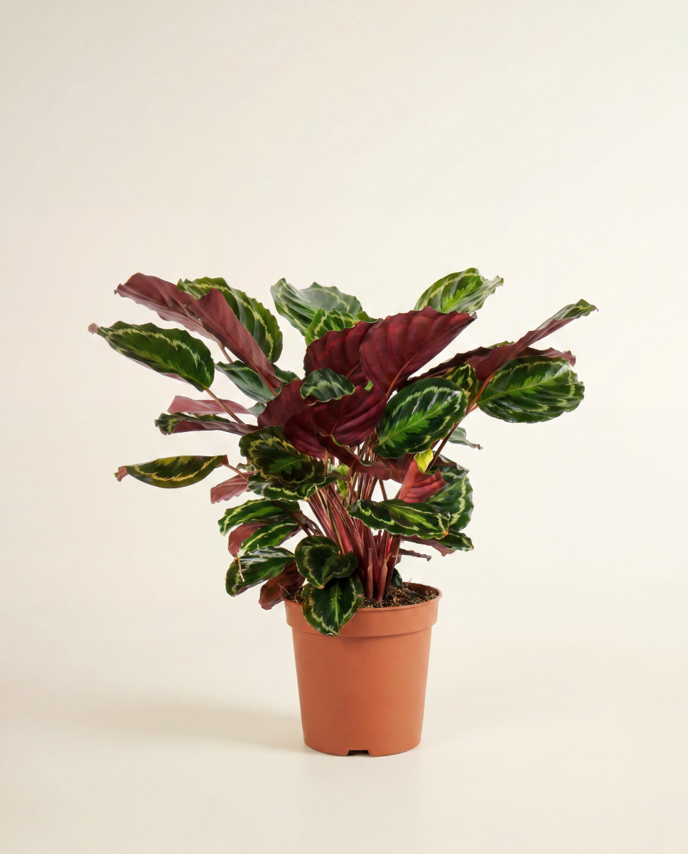 elefantenfuß obi Elefantenfuß 80–100 cm – Beaucarnea recurvata main image 0