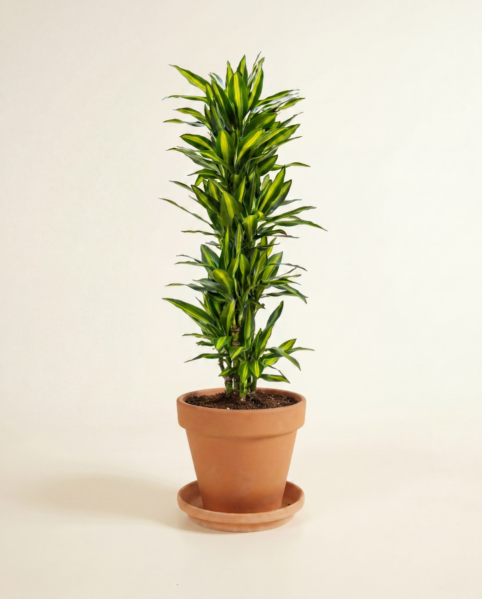 Shop Dracaena Cintho XXL (Dragon tree) online | PLNTS.com