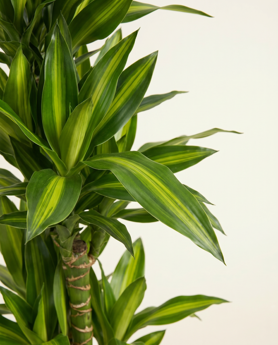 Shop Dracaena Cintho XXL (Dragon tree) online | PLNTS.com